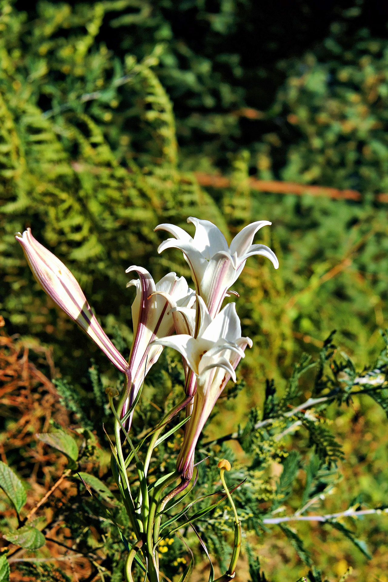 Lilie Lilium formosanum in der Umgebung des Vulkansees Tritriva